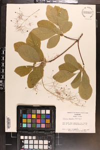 Cotinus obovatus image