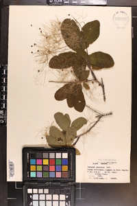 Cotinus obovatus image