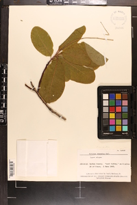 Cotinus obovatus image