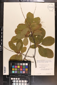 Cotinus obovatus image