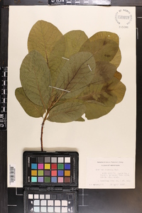 Cotinus obovatus image