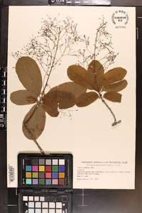 Cotinus obovatus image