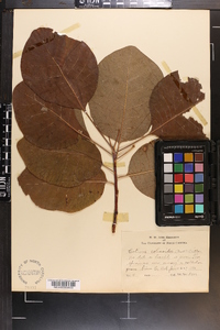 Cotinus obovatus image