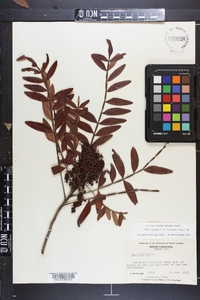 Rhus leucantha image