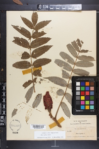 Rhus typhina image