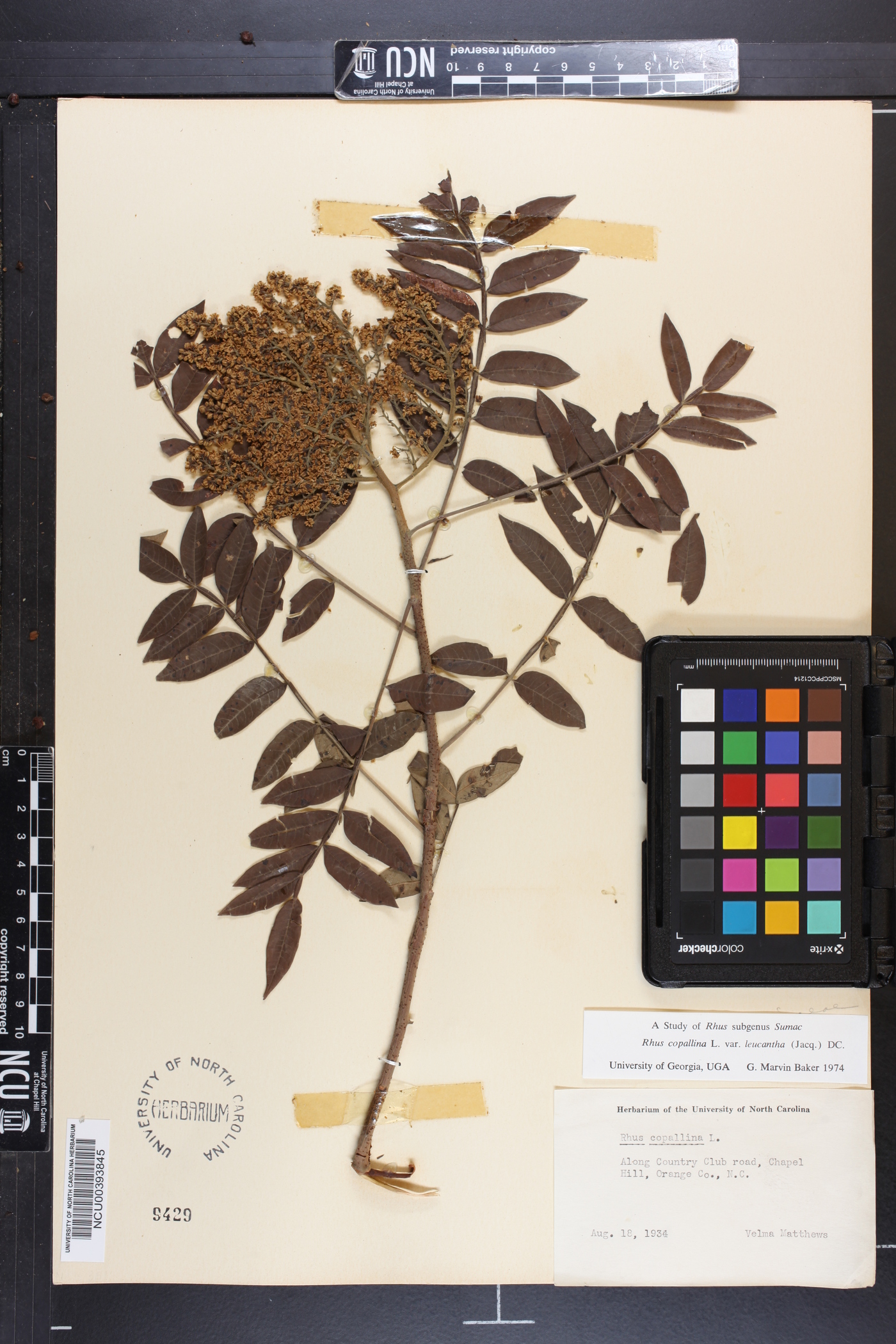 Rhus leucantha image