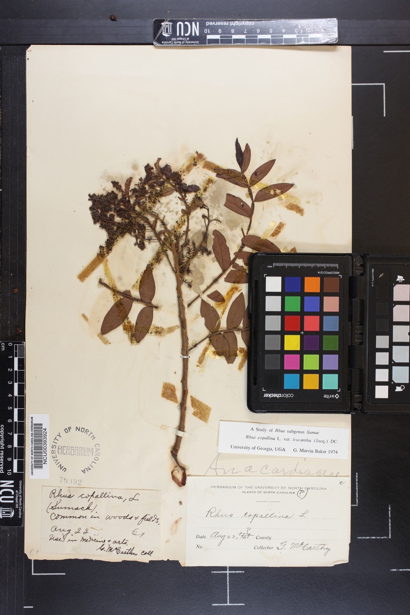 Rhus leucantha image