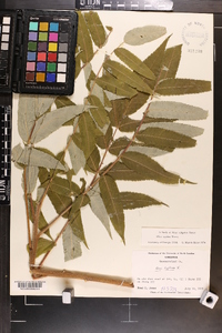 Rhus typhina image