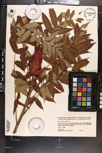 Rhus typhina image