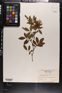 Rosa palustris image