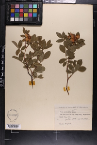 Rosa palustris image