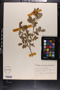 Rosa palustris image