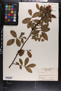 Rosa palustris image