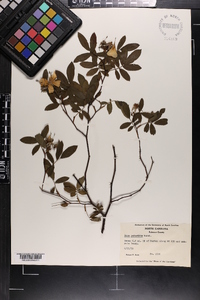 Rosa palustris image