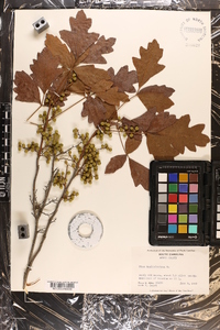 Toxicodendron pubescens image