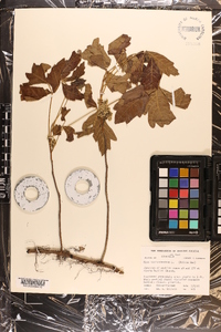 Toxicodendron pubescens image