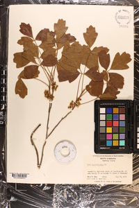 Toxicodendron pubescens image