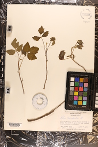 Toxicodendron pubescens image