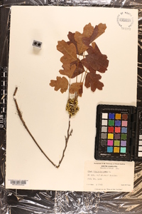 Toxicodendron pubescens image