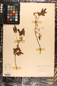 Toxicodendron pubescens image