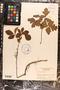 Toxicodendron pubescens image