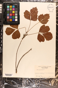 Toxicodendron pubescens image