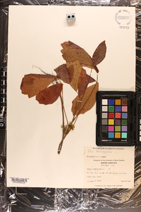 Toxicodendron pubescens image