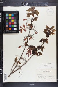 Acer rubrum var. rubrum image