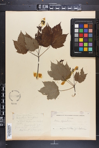 Acer spicatum image