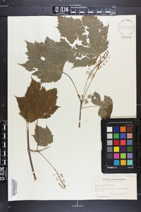 Acer spicatum image