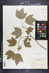 Acer rubrum var. rubrum image