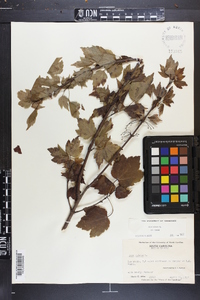 Acer rubrum var. rubrum image