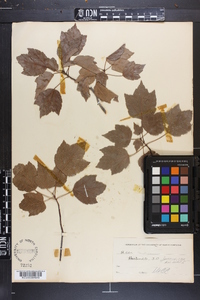 Acer carolinianum image