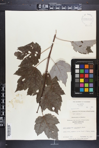 Acer rubrum var. rubrum image