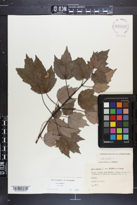 Acer rubrum var. rubrum image