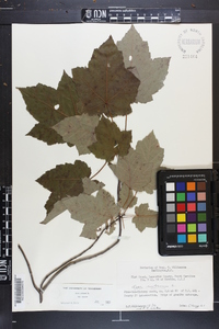 Acer rubrum var. rubrum image