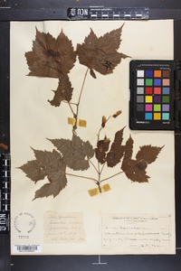 Acer spicatum image