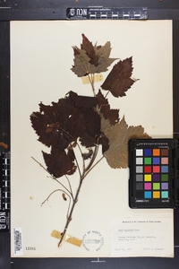 Acer spicatum image