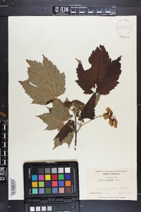 Acer spicatum image