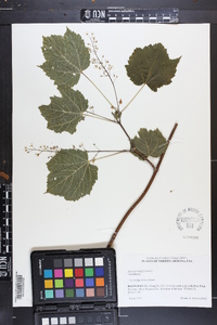 Acer spicatum image