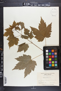 Acer spicatum image