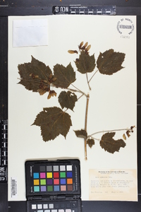 Acer spicatum image