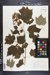 Acer spicatum image