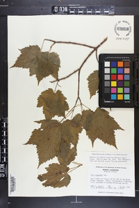 Acer spicatum image