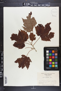 Acer spicatum image