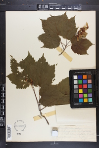 Acer spicatum image