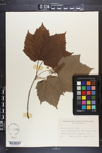 Acer spicatum image