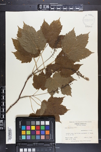 Acer spicatum image