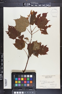 Acer spicatum image