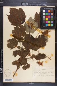 Acer spicatum image